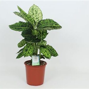 Dieffenbachia Reflector