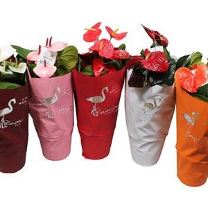 Anth An Flamingo Mix 8+