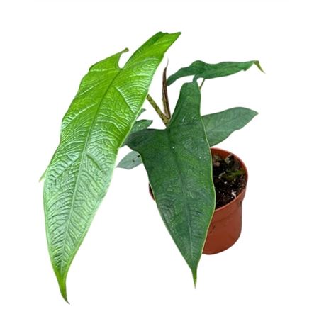 Alocasia Sulawesi Green Carpet