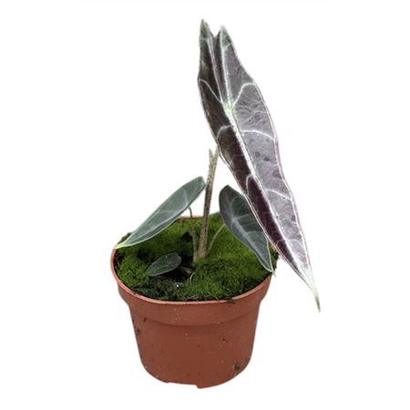 Alocasia Longiloba Purple