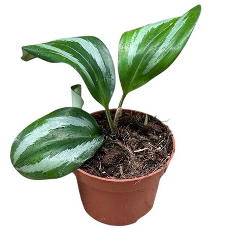 Scaphochlamys Scintillans Ooi