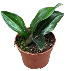 Scaphochlamys Scintillans Dark