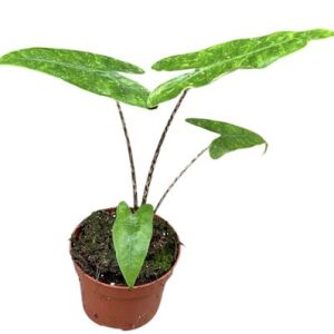 Alocasia Reticulata