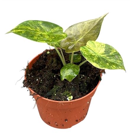 Alocasia Wentii Aurea