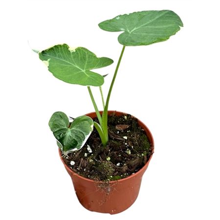 Alocasia Mickey Mouse