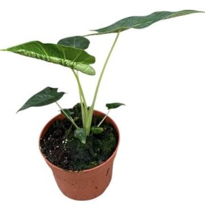 Alocasia Frydek Tattoo