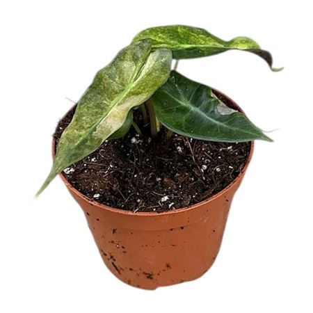 Alocasia Polly Yellow Variegata