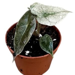 Alocasia Polly Variegata