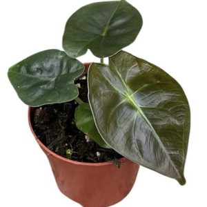 Alocasia Golden Bone