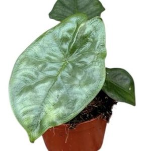 Alocasia Heterophylla Corazon