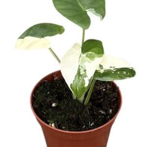 Alocasia Macrorhiza Variegata