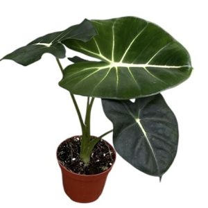 Alocasia Micholitziana Round Leaf