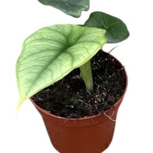 Alocasia Platinum