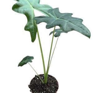Alocasia Portei
