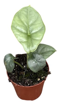 Alocasia Puncak Borneensis