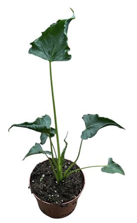 Alocasia Triangularis