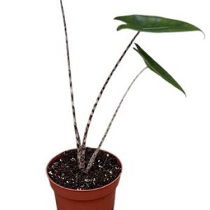 Alocasia Zebrina