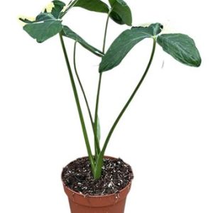 Alocasia Mickey Mouse