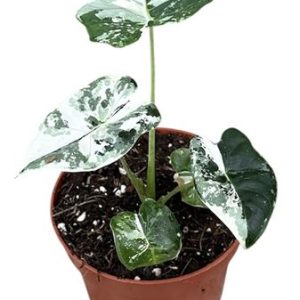 Alocasia Micholitziana Frydek Variegata