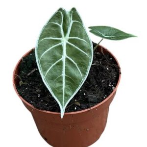 Alocasia Watsoniana Lightning