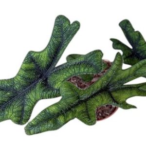 Alocasia Jacklyn