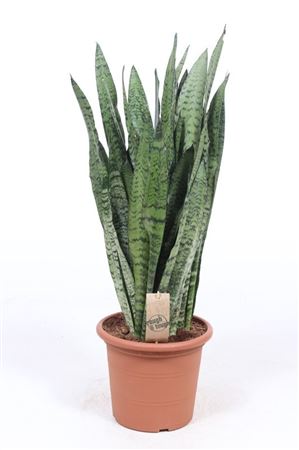 Sansevieria Zeylanica