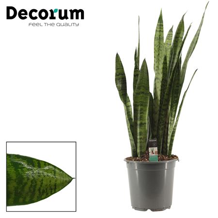 Sansevieria Zeylanica Regular 21 Cm (decorum)