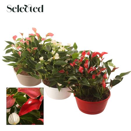 Anth An Mix Bowl Selected