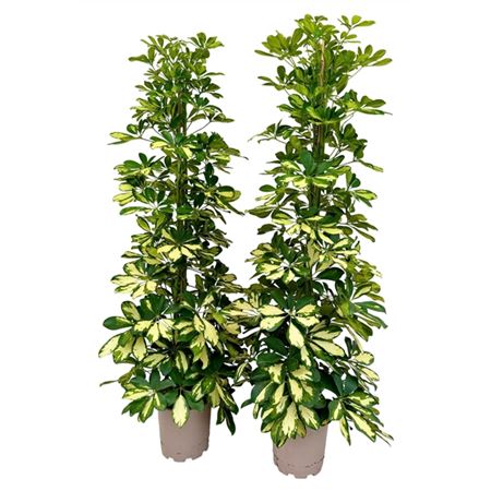Schefflera Dalton