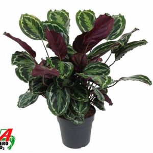 Calathea Medaillon
