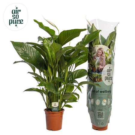Spath Sweet Lauretta 2+ (air So Pure)