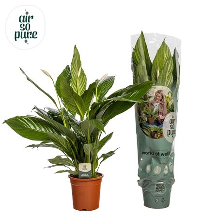 Spath Sweet Lauretta 2+ (air So Pure)