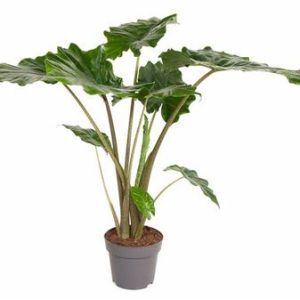 Alocasia Portodora