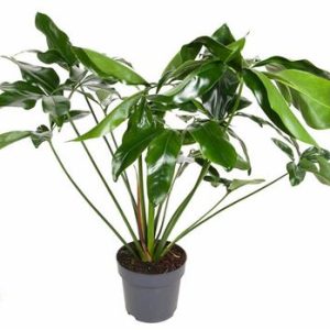 Philodendron Green Wonder