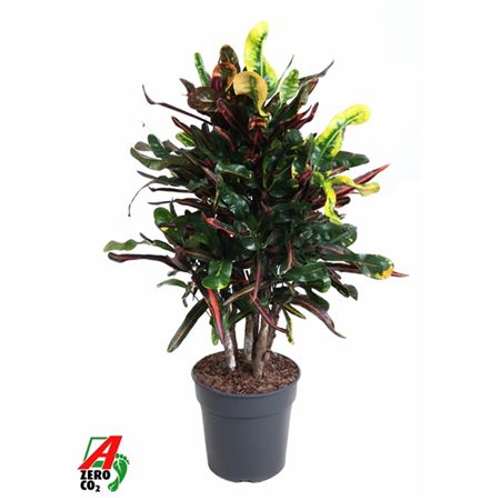 Codiaeum Mammi Branched