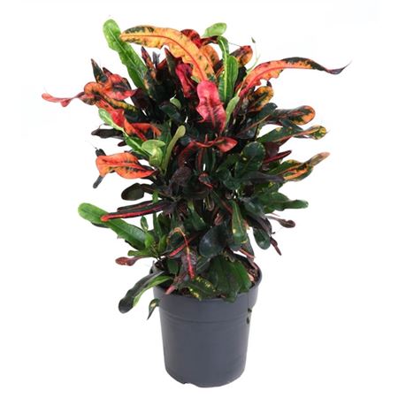 Codiaeum Mammi Branched