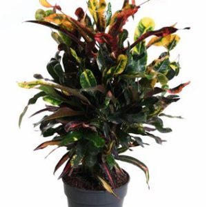 Codiaeum Mammi Branched