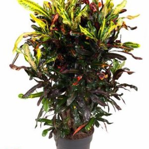 Codiaeum Mammi Branched