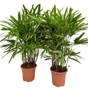 Rhapis Excelsa