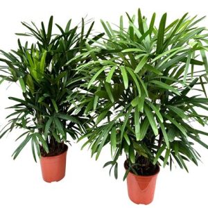 Rhapis Excelsa