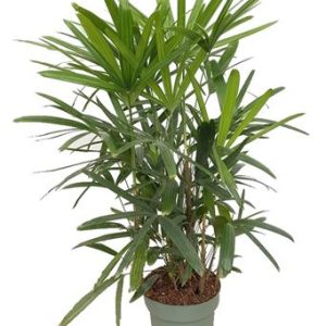 Rhapis Excelsa + Watermeter