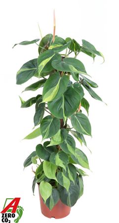 Philodendron Brasil Kratiste