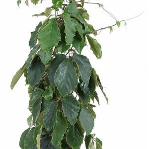 Tetrastigma Voinierianum