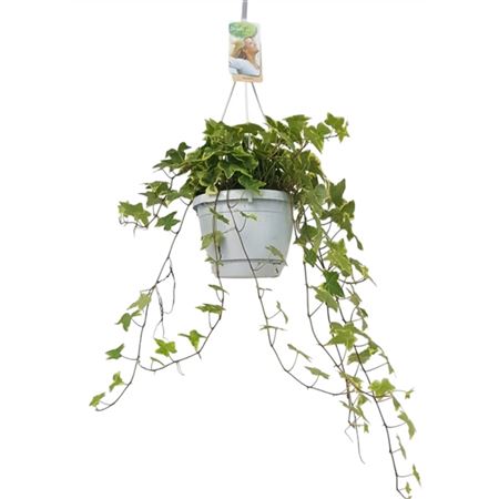 Hedera Helix Varigated Hangpot