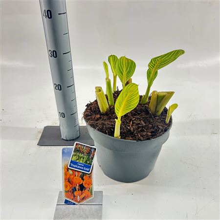 Canna Tropiccana Gold
