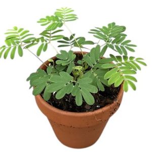 Mimosa Pudica