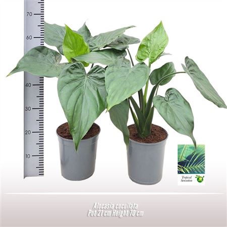 Alocasia Cucullata