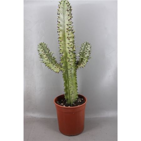 Euphorbia Marmorata