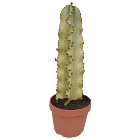 Euphorbia Ingens Bond