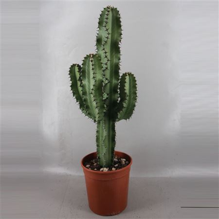 Euphorbia Ingens